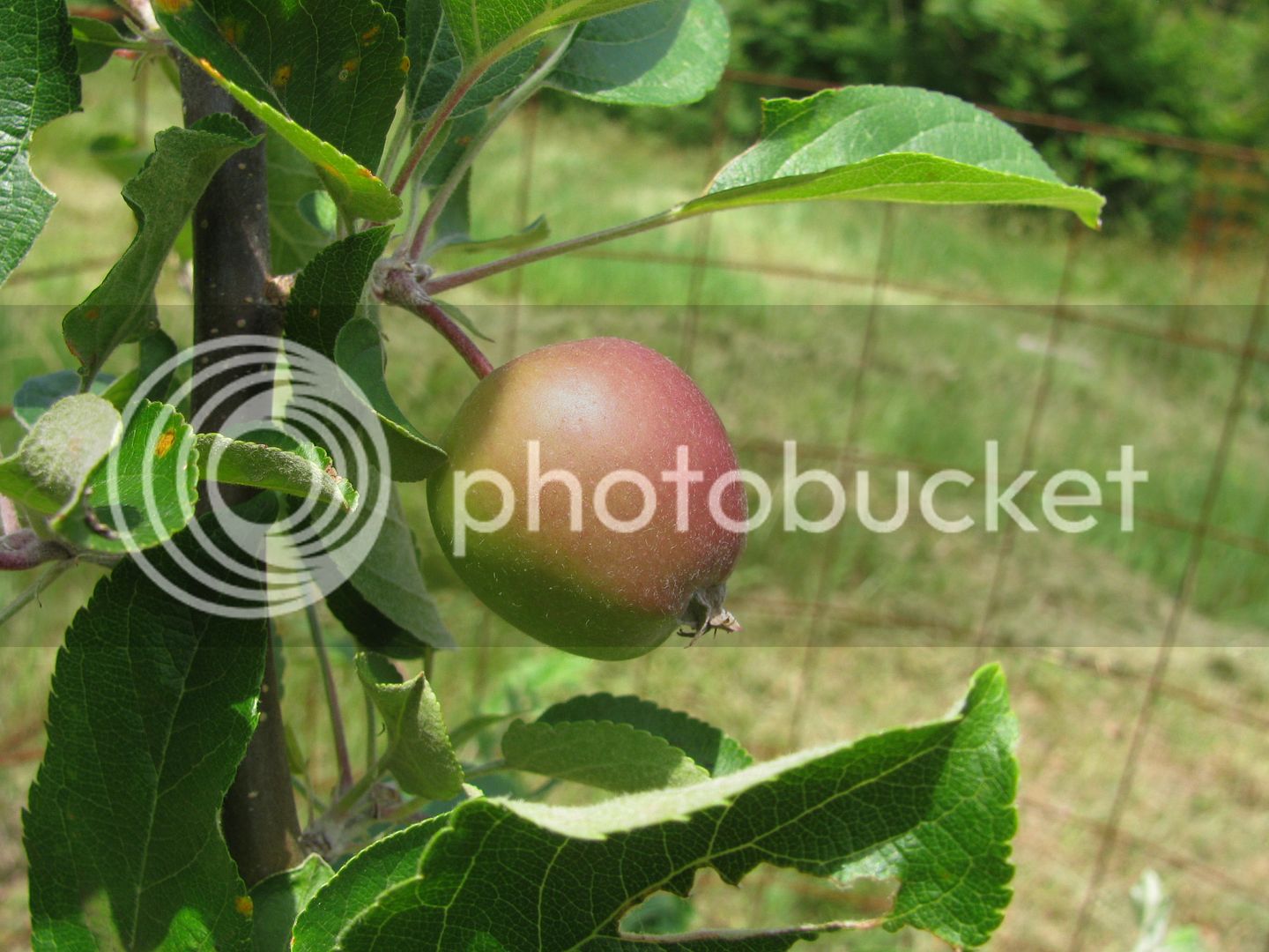 Back%2040%20apples%20001_zps0w6c01yf.jpg