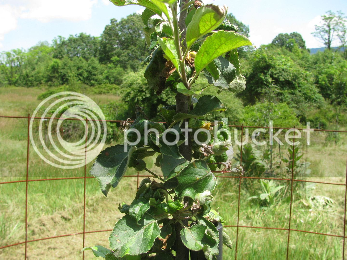 Back%2040%20apples%20013_zpsltbg5cmb.jpg