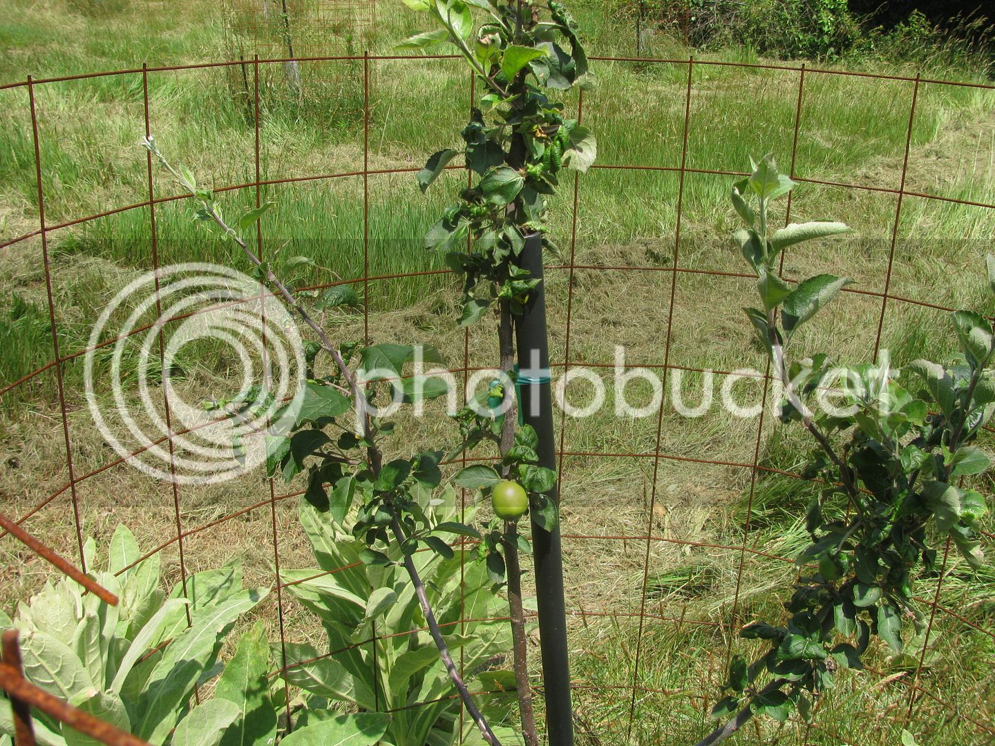Back%2040%20apples%20025_zpsstpn7hx2.jpg