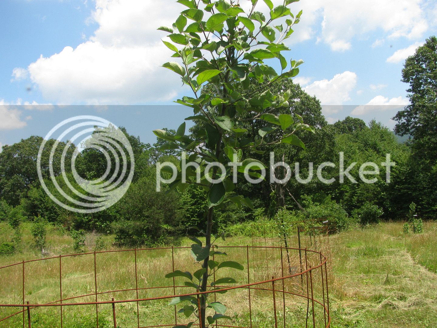 Back%2040%20apples%20033_zpseolh7q3l.jpg
