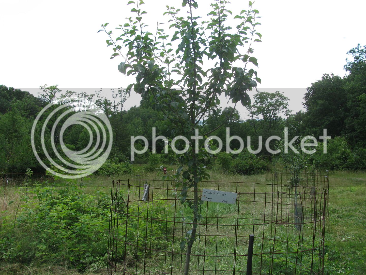 Back%2040%20apples%20037_zpsccceebfz.jpg