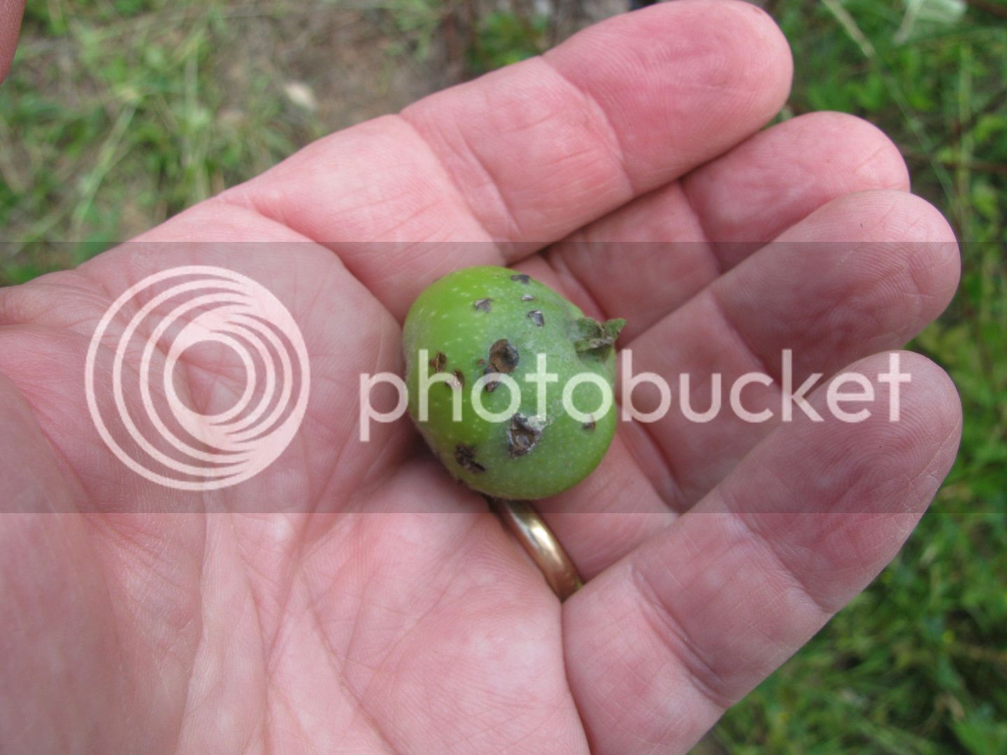 Back%2040%20apples%20051_zpsj4angcdi.jpg