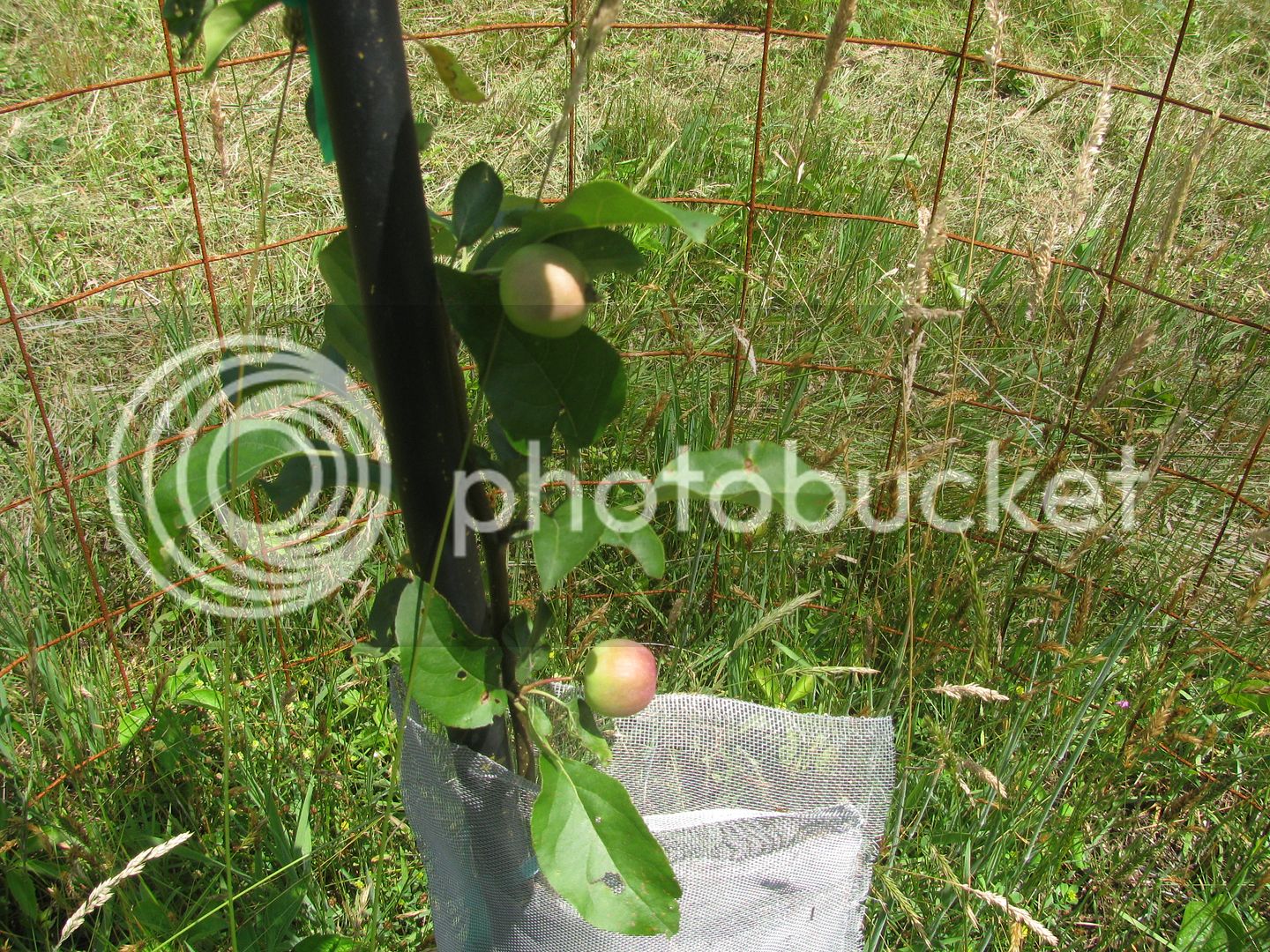 Back%2040%20apples%20062_zpslywyjimv.jpg