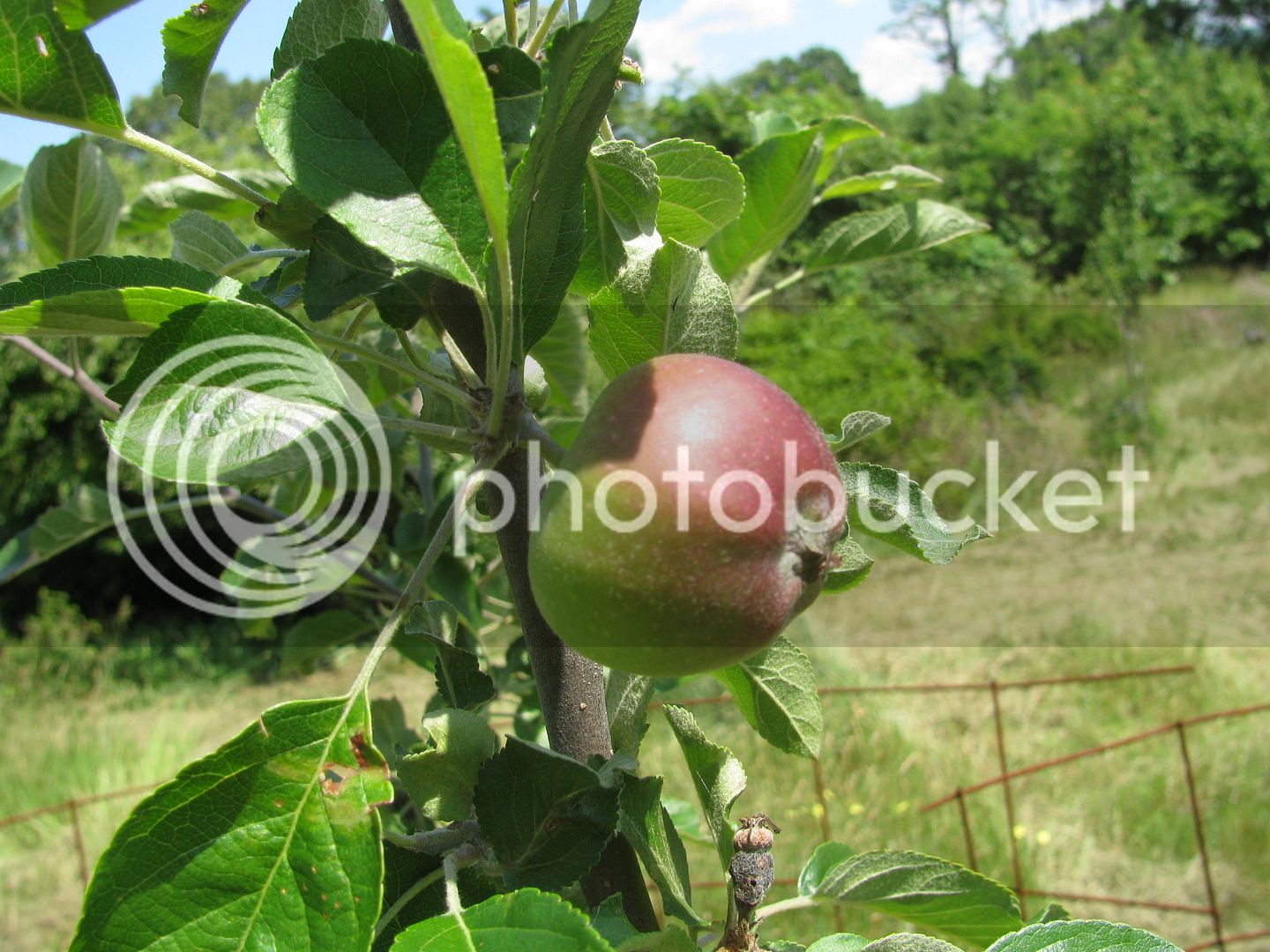 Back%2040%20apples%20068_zpsxt67h2xj.jpg