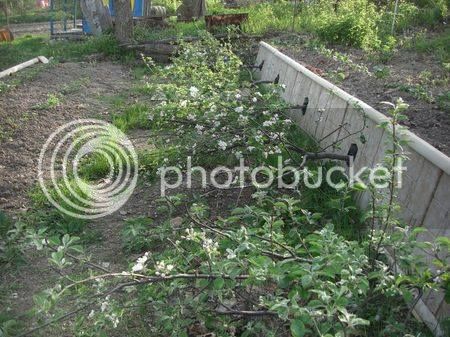 horizonal%20plantings_zps3b9ioozd.jpg