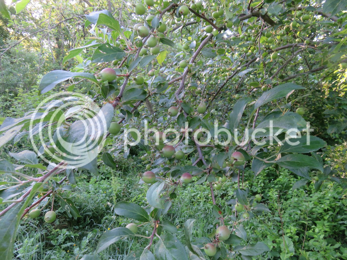 6-9-17%20growouts%20Mulberry%20linda%20sweet%205%20010_zps6ockkin3.jpg