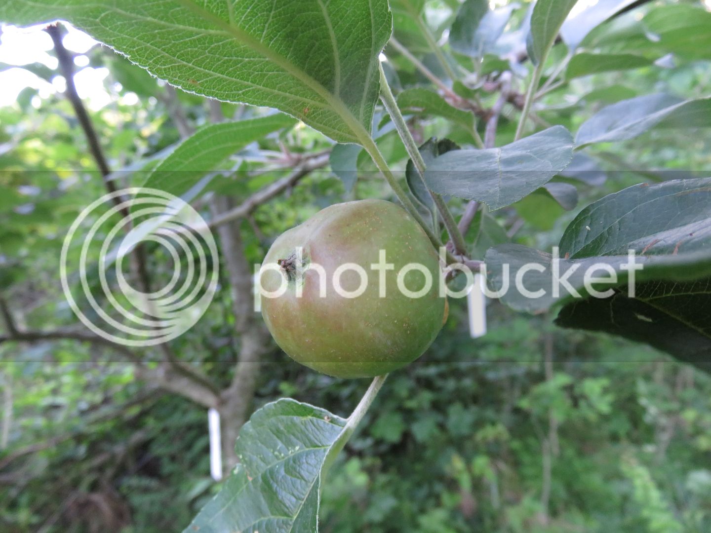 6-9-17%20growouts%20Mulberry%20linda%20sweet%205%20011_zpsoqwfden6.jpg