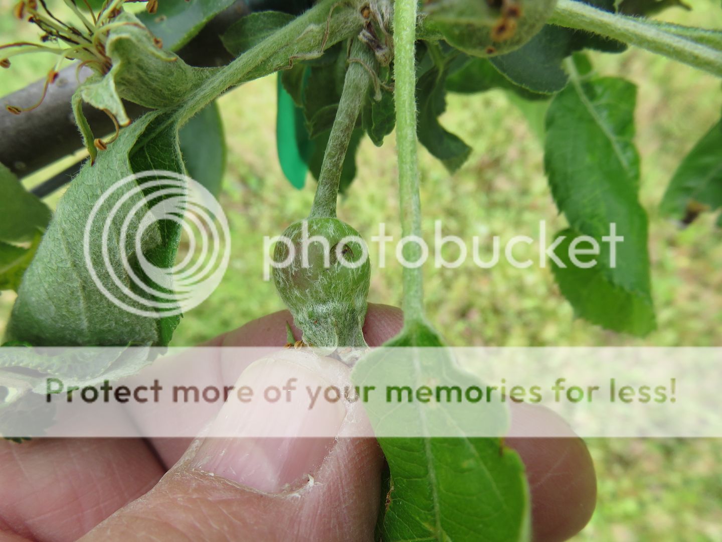 Trellis%20Grow%20Outs%20%205-4-17%20011_zpsl5egzpeq.jpg