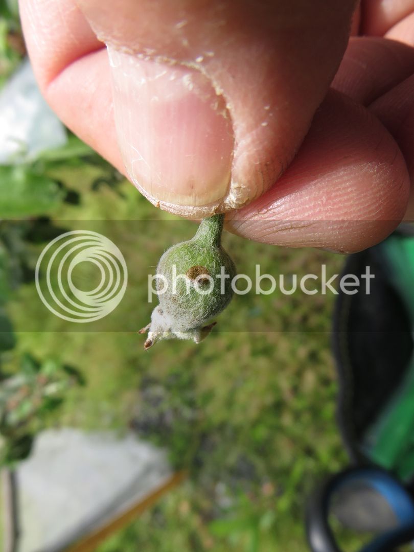 Trellis%20Grow%20Outs%20%205-4-17%20021_zpstvipjn94.jpg