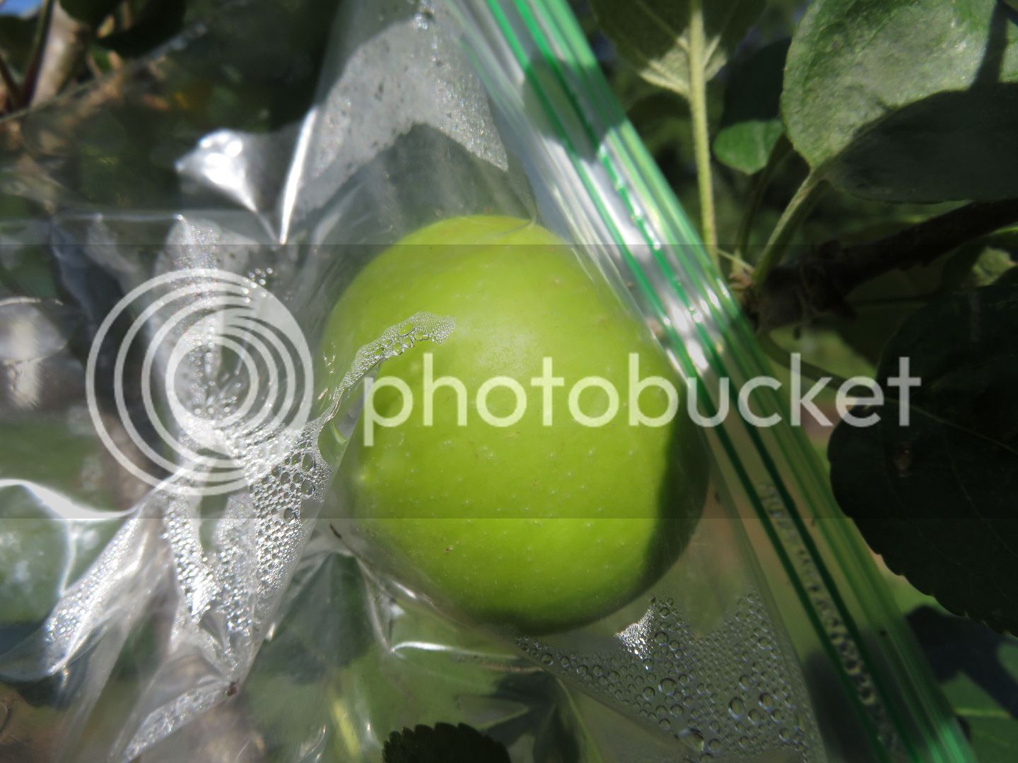 growouts%20%20trellis%20apples%20%207-3-17%20001_zpsw2fghc6q.jpg