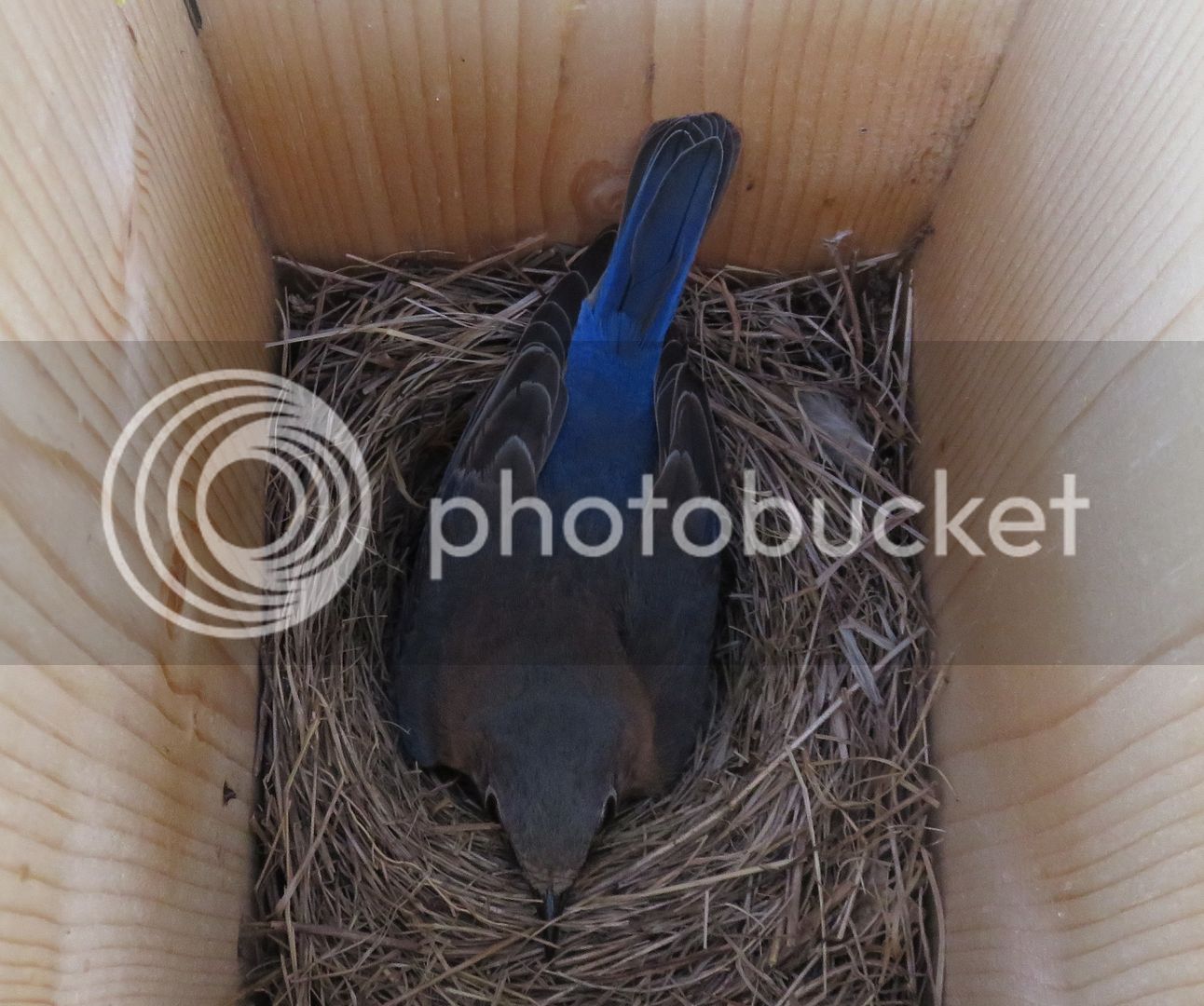 Bluebirds%20%204-26-17%20007_zpshwozlzc3.jpg