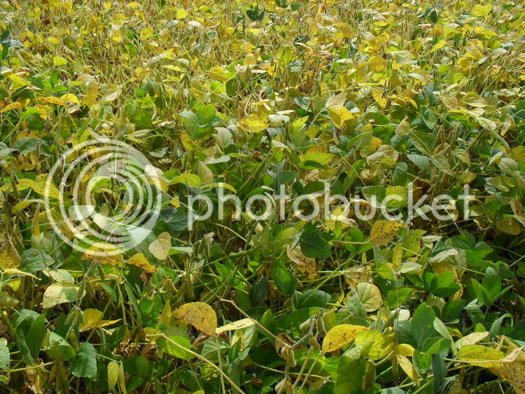 Soybeans9-15-09.jpg