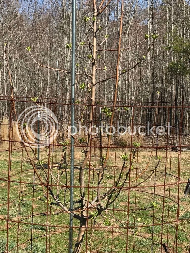 Crabapple%20leafing%20out_opt%201_zps25bxaszr.jpg
