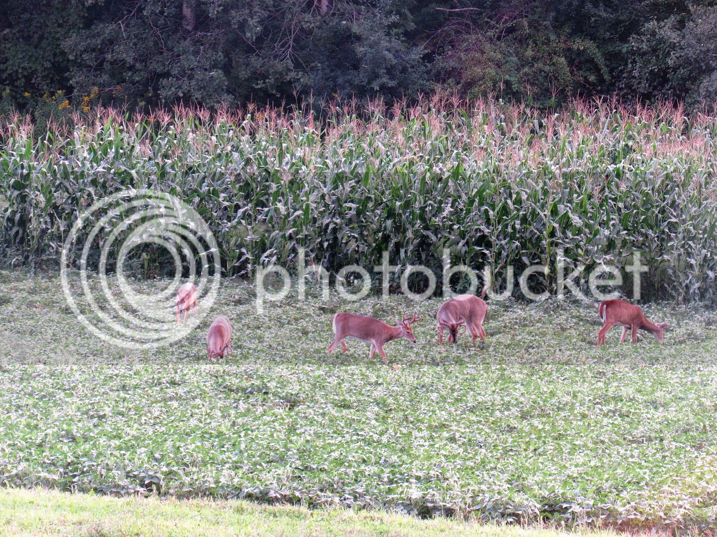 1st%20South%20Tower%20scouting%209-1-16%20buck%20group2%20-%20Copy_zpsxk9ibxen.jpg