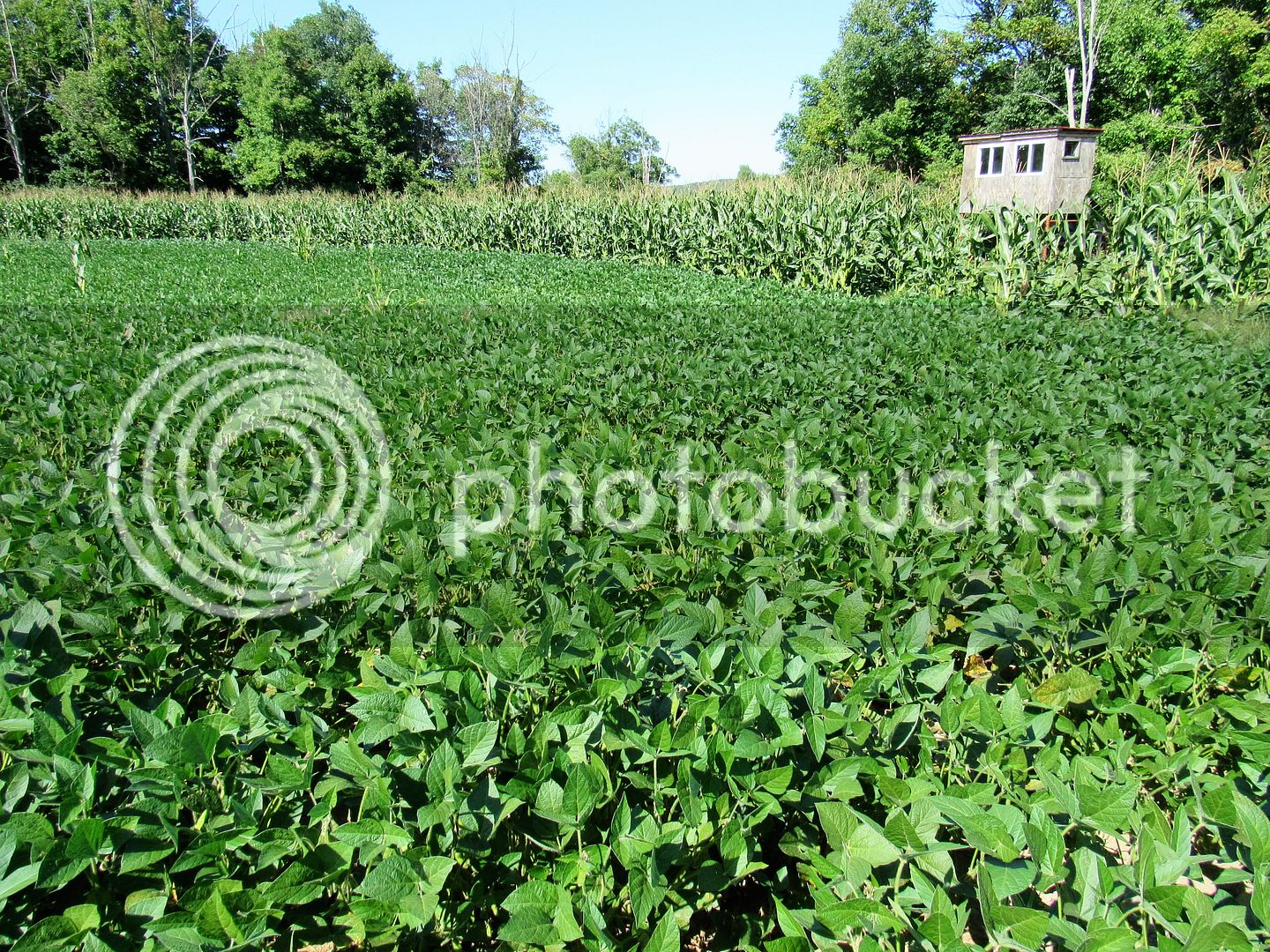 North2%20Tower%20Beans%209-3-16_zpsfsovggbo.jpg