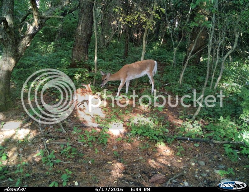 piebald%20with%20fawn%206-17-16_zpsaadxogqg.jpg