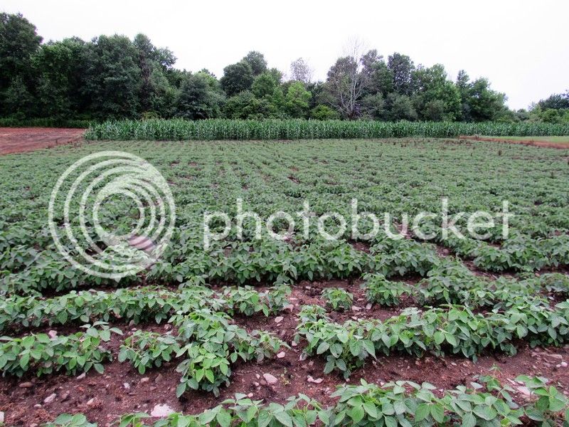 Checkerboard%20Beans%207-31-16_zpslqoexzmr.jpg