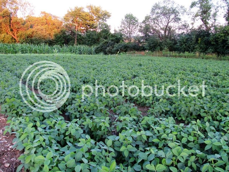 sunset%20soybeans%208-3-16_zpssr1oaprh.jpg