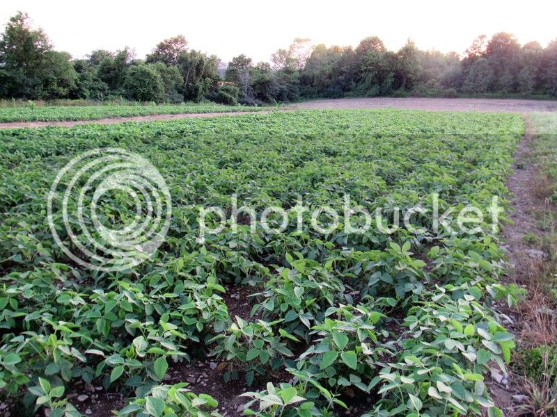sunset3%20soybeans%208-3-16_zpsdyksbvbi.jpg