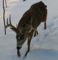 winter buck zoomed