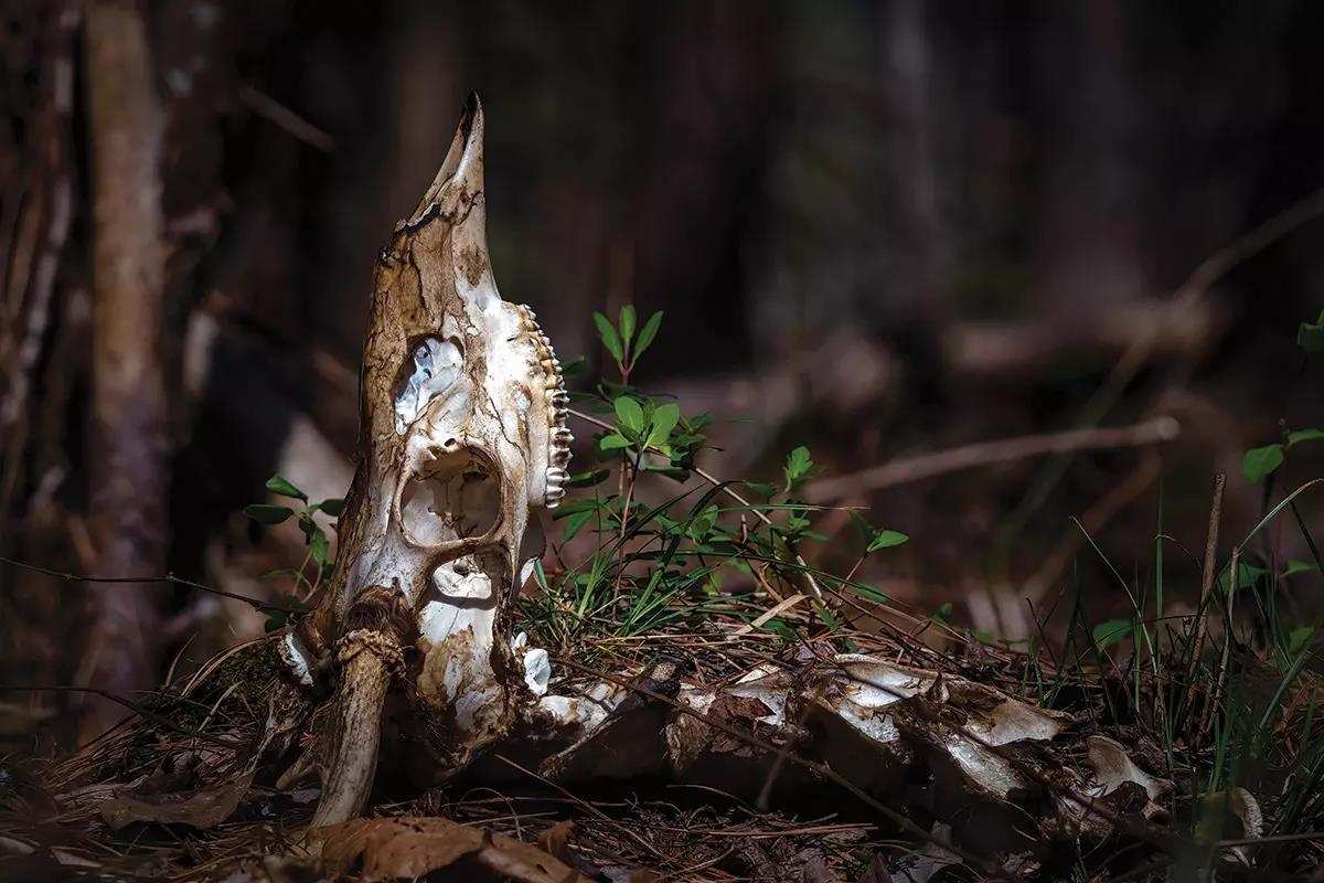 www.northamericanwhitetail.com