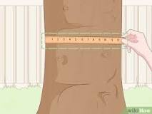 Image result for how to measure the diameter of a tree