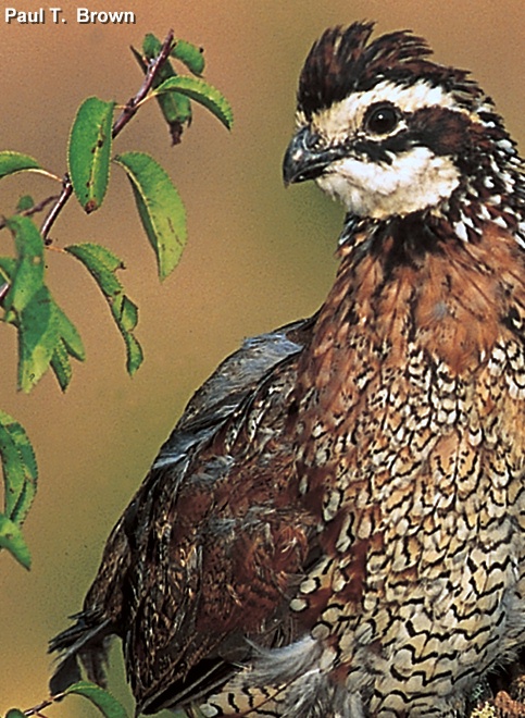 www.alabamawildlife.org