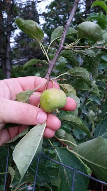 20160729_202537.jpg
