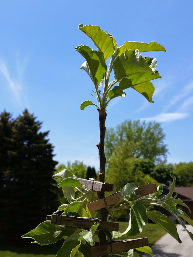 CameraZOOM-20150523133953408.jpg