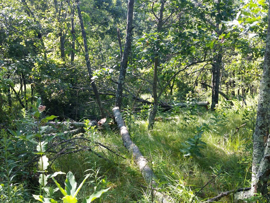CameraZOOM-20150719091810804.jpg