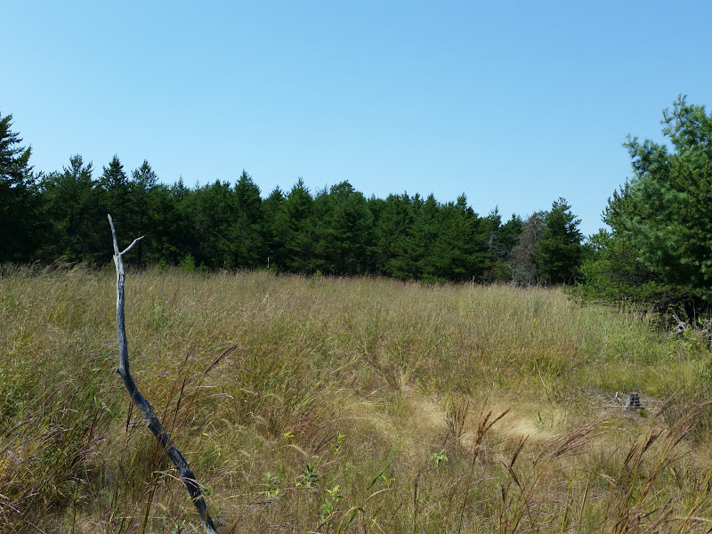 CameraZOOM-20150822133731813.jpg