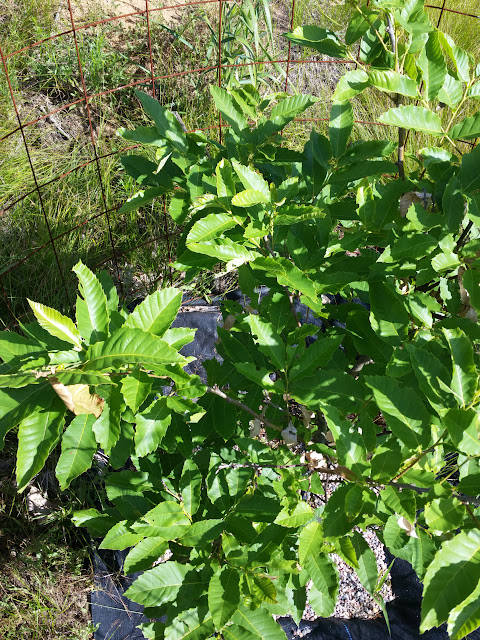 CameraZOOM-20150719092906188.jpg
