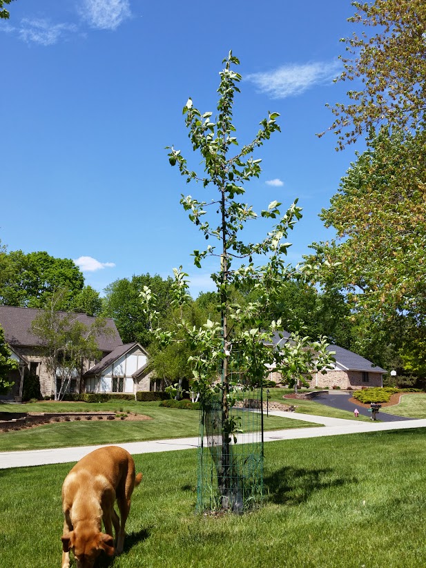 CameraZOOM-20150523142936621.jpg
