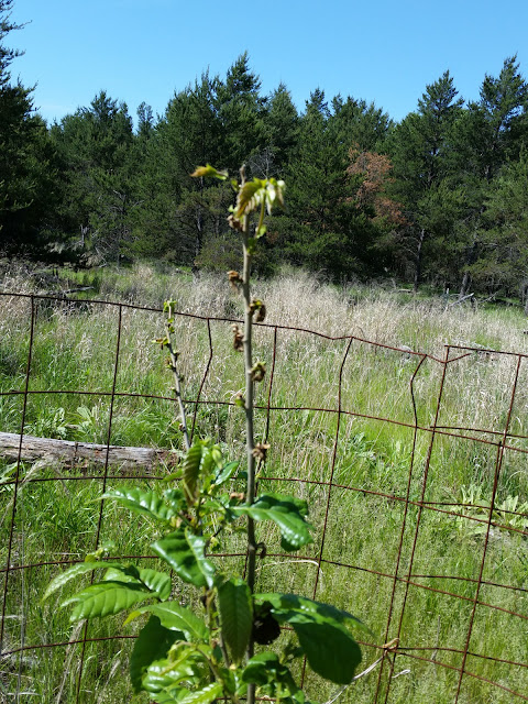 CameraZOOM-20150606100109172.jpg