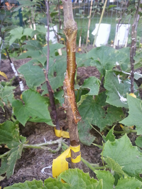 image20140817185230841.jpg