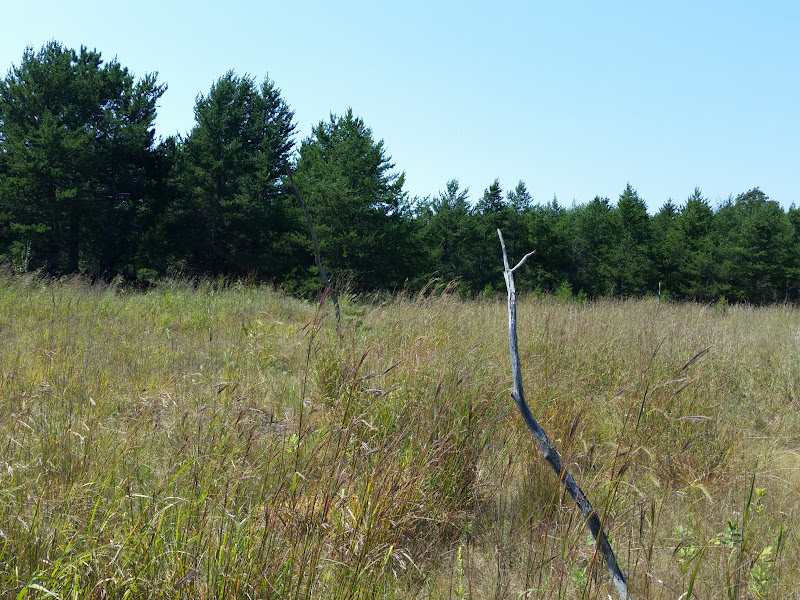 CameraZOOM-20150822133734603.jpg