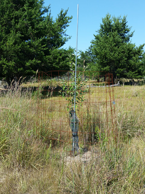 CameraZOOM-20150822133725694.jpg