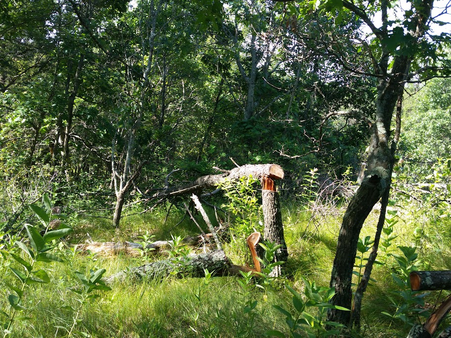 CameraZOOM-20150719091827174.jpg