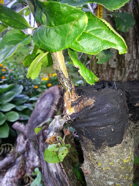 image20140901175323711.jpg