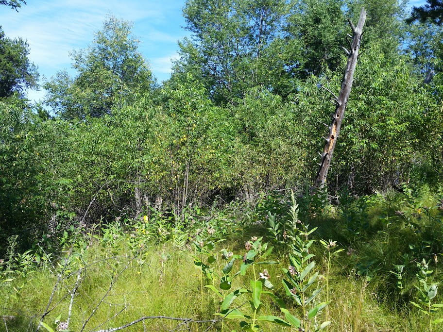 CameraZOOM-20150719091757690.jpg