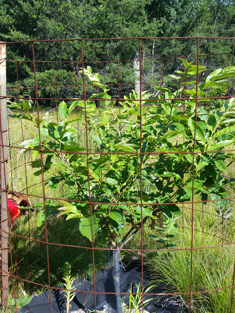 CameraZOOM-20150719092845151.jpg