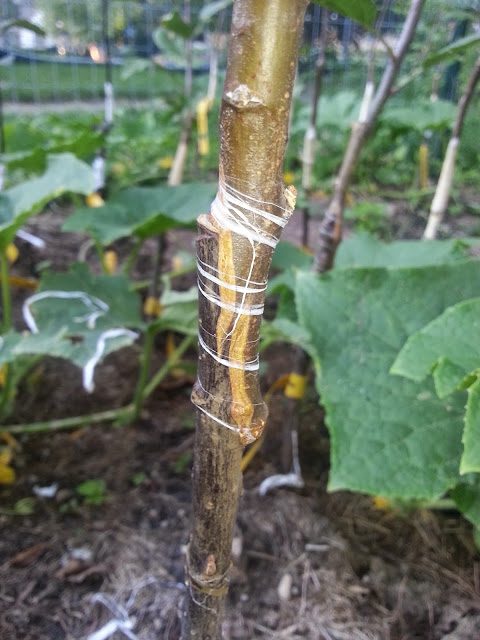 image20140817185419131.jpg