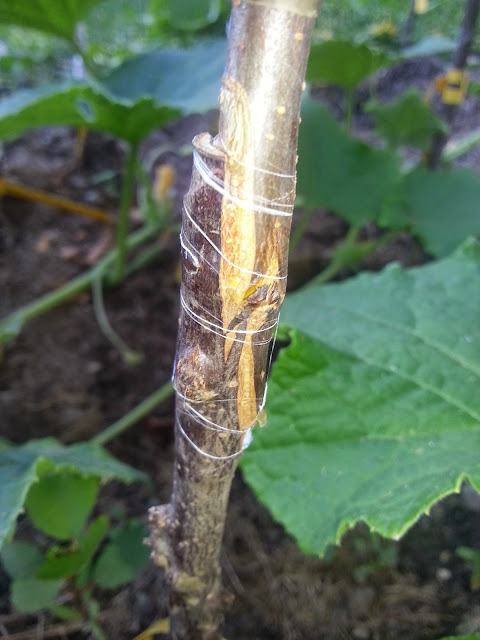 image20140817185454979.jpg