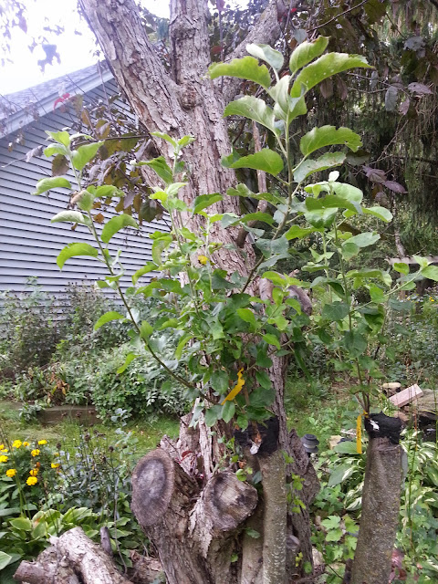 image20140901175316588.jpg