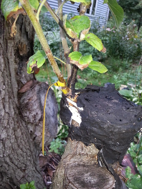 image20140901175330042.jpg