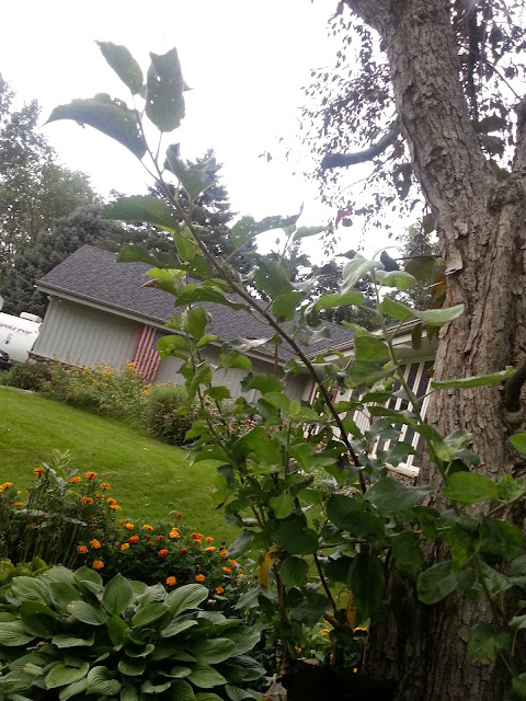 image20140901175336651.jpg