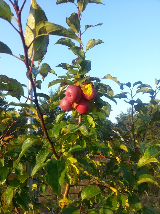 image20140928080920616.jpg