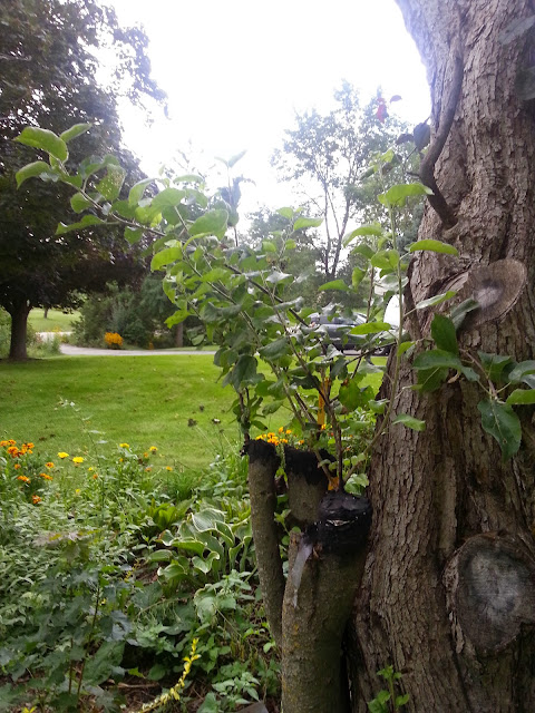 image20140901175349428.jpg