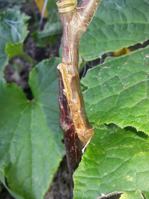 image20140817185441779.jpg