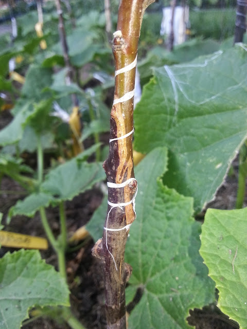image20140817185251539.jpg